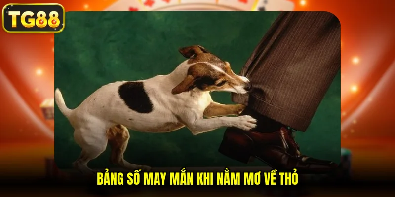 Bảng số may mắn khi nằm mơ về thỏ