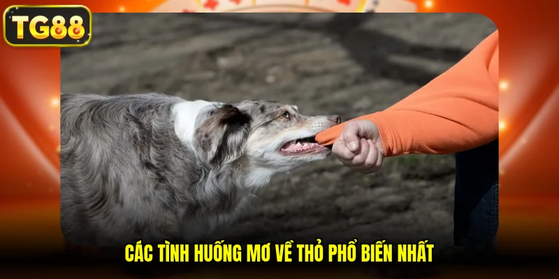 Các tình huống mơ về thỏ phổ biến nhất