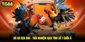 đá gà cựa dao