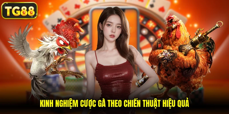 Kinh nghiệm cược gà theo chiến thuật hiệu quả