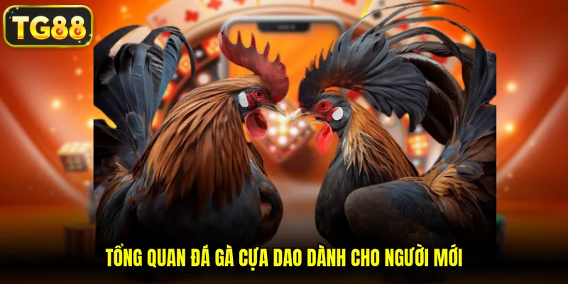 Tổng quan đá gà cựa dao dành cho người mới